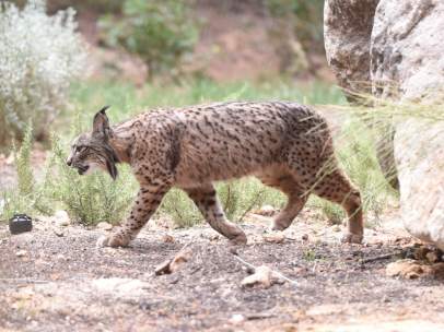 Lince Ibérico