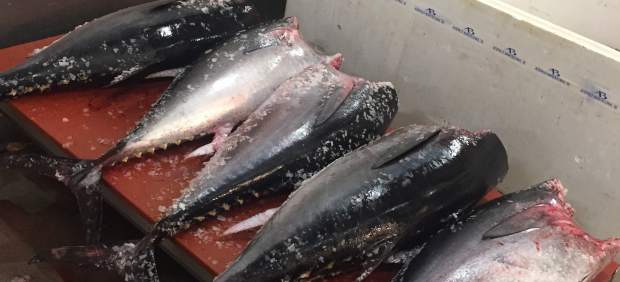 Atún rojo decomisado en Barcelona