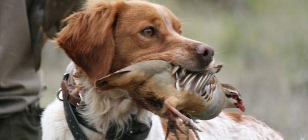 Perro de caza