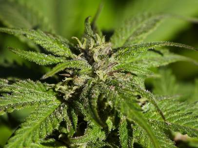 Marihuana
