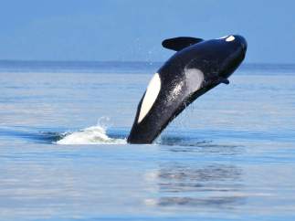 Orca.