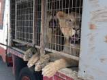 Leones Leones