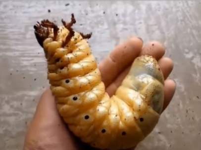 Escarabajo hércules