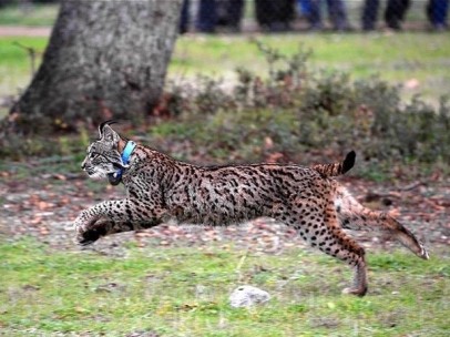 Ejemplar de lince ibérico