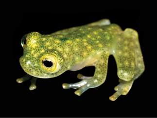 Rana de cristal (Hyalinobatrachium yaku)