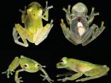 (Hyalinobatrachium yaku) Rana de cristal (Hyalinobatrachium yaku) Rana de cristal