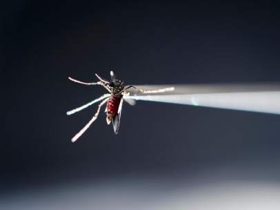 Mosquito Aedes aegypti zika