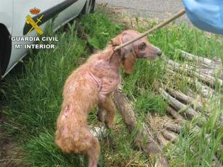 Uno de los perros maltratados