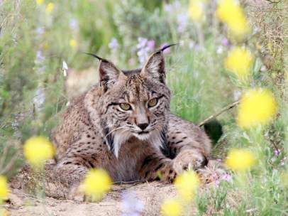 Lince ibérico