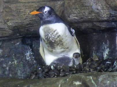 Pingüinos 'Juanito' nacen en l'Oceanogràfic
