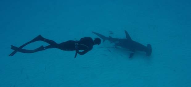 Michael Phelps en la Discovery Shark Week