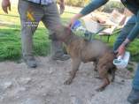Salamanca: uno de los perros con falsa documentación