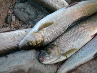 Pescado
