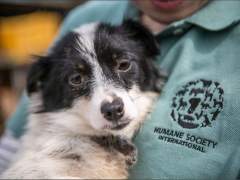 Rescatan a 149 cachorros de ser electrocutados para hacer sopa