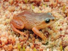 Hallan tres nuevas especies de rana en Perú