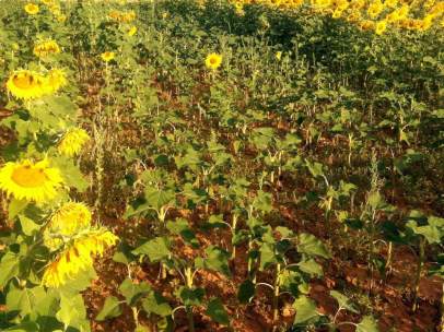 Campo