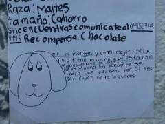 Recupera a su perro tras hacer este dibujo y ofrecer una 'recompensa'