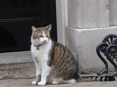 El gato Larry