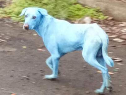 Perros azules