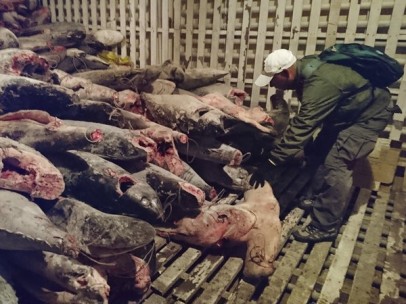 Tiburones muertos a bordo del Fu Yuan Yu Leng 999