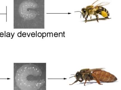 Abejas