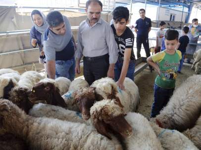 Ovejas a la venta para la Fiesta del Sacrificio