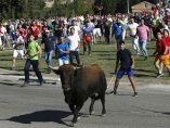 El Toro de la Vega corre por Tordesillas El Toro de la Vega corre por Tordesillas