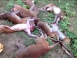 Monos Monos