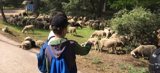 Imagen de unos escolares visitando GREFA