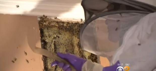 Abejas