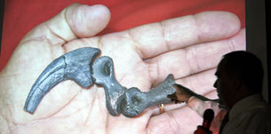 Fósil dinosaurio Argentina Fósil dinosaurio Argentina