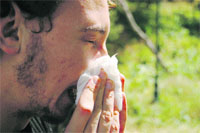 17 especialistas para los 250.000 sevillanos que sufren alergia 17 especialistas para los 250.000 sevillanos que sufren alergia