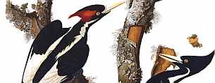pajaro carpintero reaparece pajaro carpintero reaparece