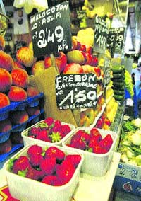Las fresas del Maresme están tocadas de muerte Las fresas del Maresme están tocadas de muerte