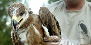 Águila Imperial Águila Imperial