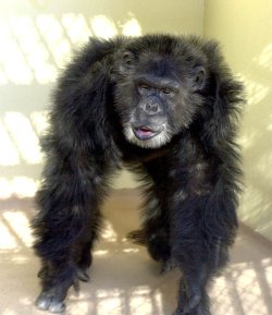 Chimpancé Chimpancé