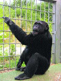 Los chimpancés del Parc de les Aus se salvan del sacrificio Los chimpancés del Parc de les Aus se salvan del sacrificio