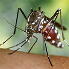 Mosquito tigre Mosquito tigre