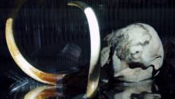 mamut mamut
