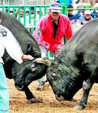 Una corrida sin torero Una corrida sin torero