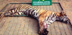 Uno de los tigres muertos en la cacería ilegal (EFE) Uno de los tigres muertos en la cacería ilegal (EFE)