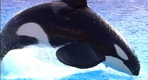 Orcas Orcas