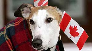 Una mascota luce banderitas de Canadá durante la jornada electoral. (Reuters) Una mascota luce banderitas de Canadá durante la jornada electoral. (Reuters)