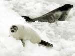 Detienen a ecologistas contrarios a la caza de focas en Canadá Detienen a ecologistas contrarios a la caza de focas en Canadá