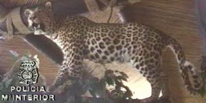 Leopardo Leopardo