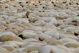 Tunick en Barcelona Tunick en Barcelona