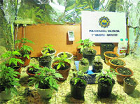Laboratorio de marihuana Laboratorio de marihuana