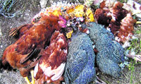 Descubren rituales de vudú cerca de Can Ruti Descubren rituales de vudú cerca de Can Ruti