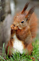 ardilla ardilla