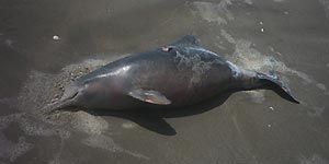 Unos cien delfines han aparecido muertos en Georgia. (Buznet) Unos cien delfines han aparecido muertos en Georgia. (Buznet)